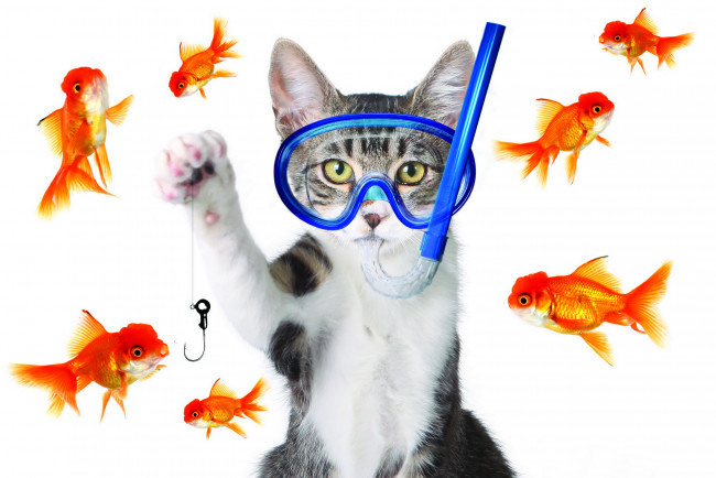 Обои картинки фото разное, компьютерный дизайн, кот, рыболов, рыбы, маска