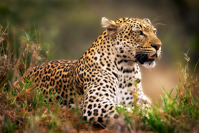 Обои картинки фото животные, леопарды, приготовился, охота, трава, леопард