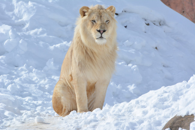 Обои картинки фото животные, львы, лев, белый, снег, зима