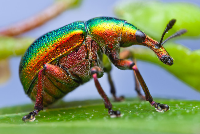 Обои картинки фото животные, насекомые, макро, насекомое, жук, долгоносик, краски