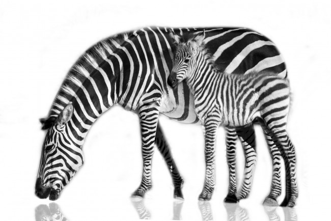 Обои картинки фото животные, зебры, зебра, детеныш, мама