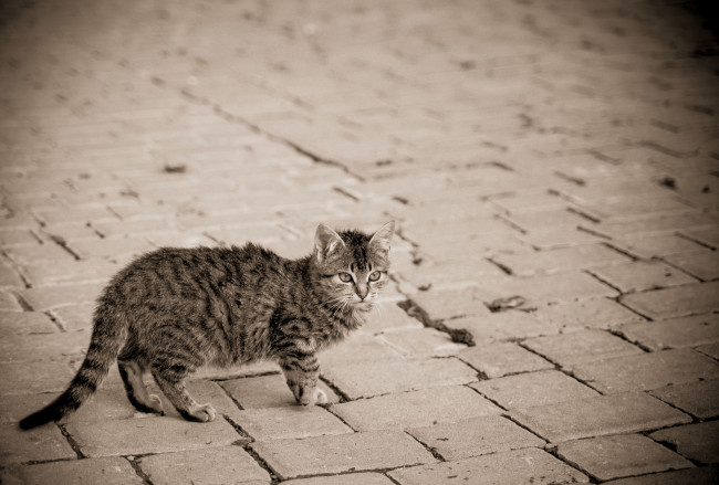 Обои картинки фото животные, коты, улица, серый, кошка, мостовая
