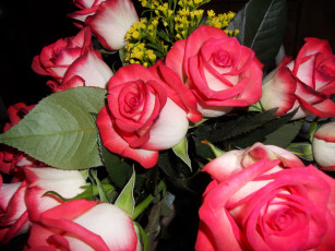 Картинка цветы розы розовый фото