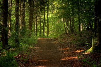 Картинка природа дороги тракт лес