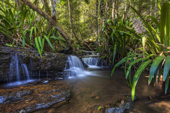 Картинка природа тропики джунгли речка
