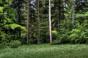 Картинка природа лес опушка ельник