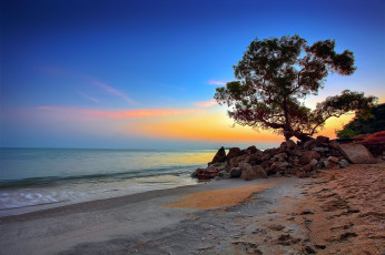 Картинка природа побережье дерево пляж океан
