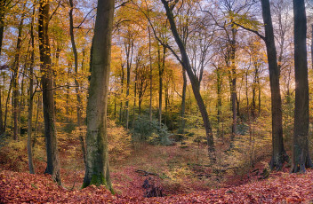 Картинка природа лес листва осень краски