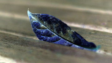 Картинка природа листья поверхность доски деревяшки синий лист