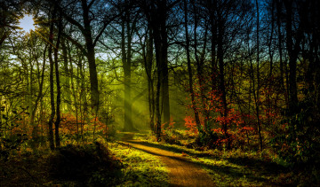 Картинка природа лес листва краски осень