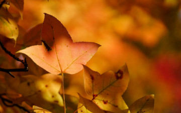 Картинка природа листья лист дерево желтые осень