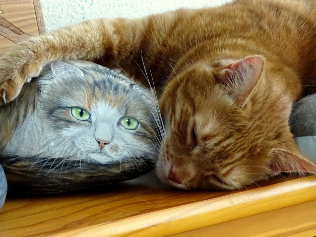 Обои картинки фото животные, коты, камень, спит, коте, рыжий, киса, лапа, кот, рисунок, ткань