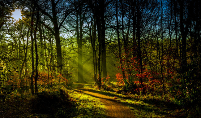 Обои картинки фото природа, лес, листва, краски, осень