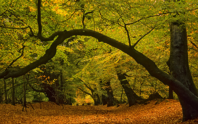 Обои картинки фото природа, парк, краски, листва, осень
