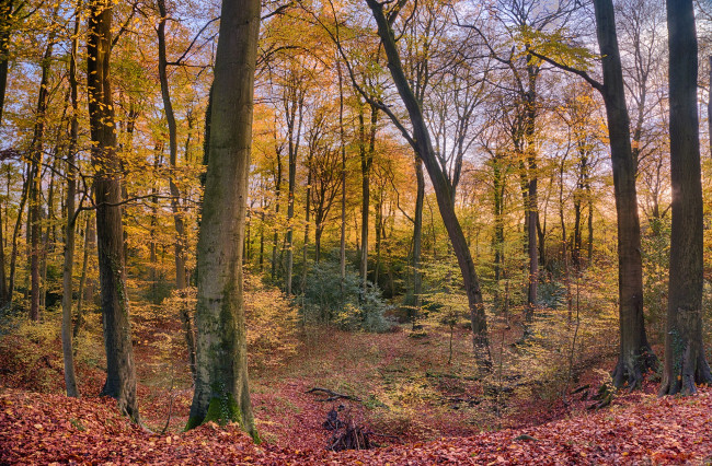 Обои картинки фото природа, лес, листва, осень, краски