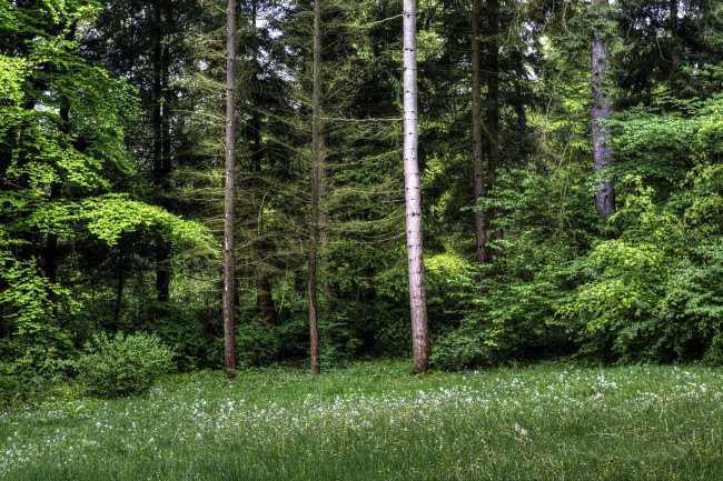 Обои картинки фото природа, лес, опушка, ельник