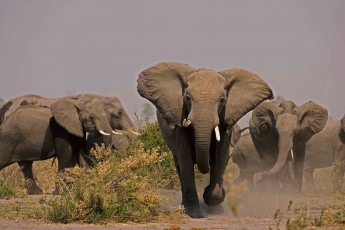 обоя животные, слоны, бегут, млекопитающие, стадо, слонов, саванна