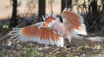 Картинка животные попугаи крылья птица попугай какаду майора митчелла пустынный какаду-инка