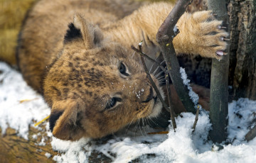 Картинка животные львы львенок малыш милый лев хищник снег когти