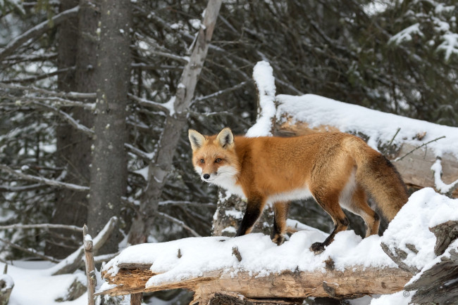 Обои картинки фото животные, лисы, лиса, деревья, снег, лес, рыжая, хищник, лисица