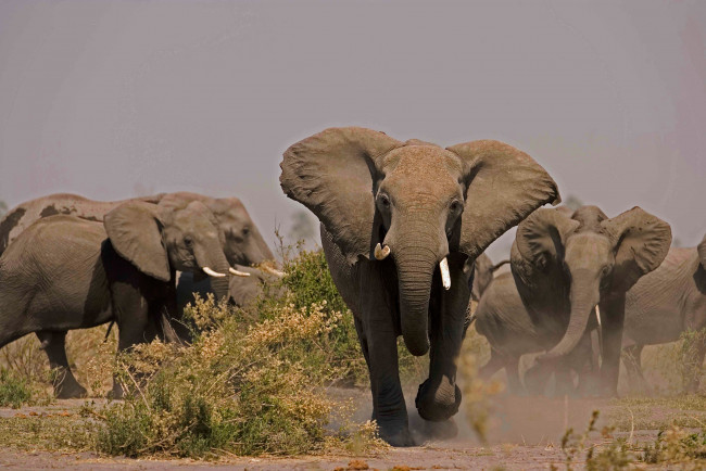 Обои картинки фото животные, слоны, бегут, млекопитающие, стадо, слонов, саванна