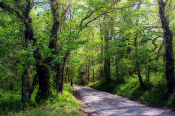 Картинка природа дороги дорога деревья лес пейзаж
