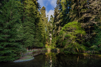 Картинка sequoia+national+park природа парк park national sequoia деревья вода озеро