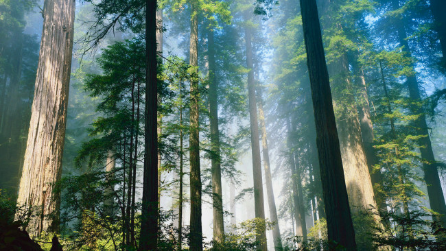 Обои картинки фото sequoia national park, природа, лес, деревья, park, national, sequoia