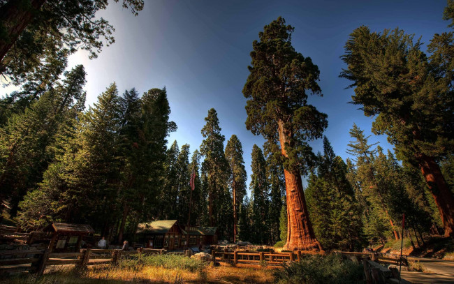 Обои картинки фото sequoia national park, природа, парк, лес, дома, sequoia, national, park, деревья