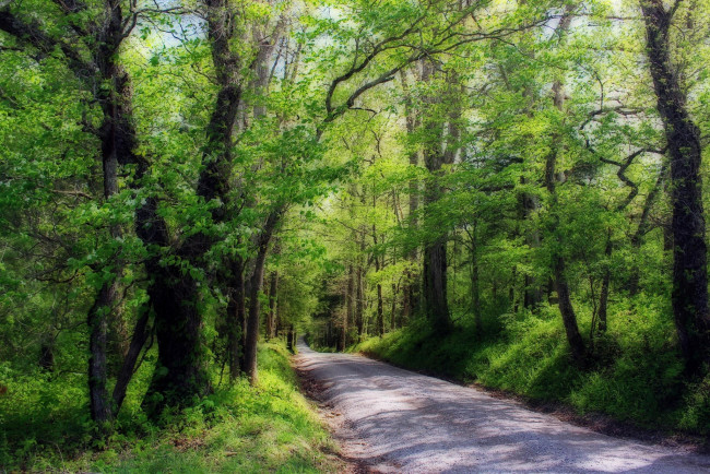 Обои картинки фото природа, дороги, дорога, деревья, лес, пейзаж