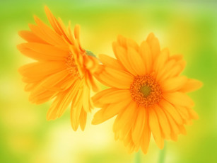 Картинка цветы герберы желтые пара