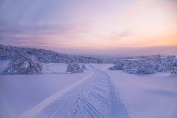 Картинка природа зима снег деревья