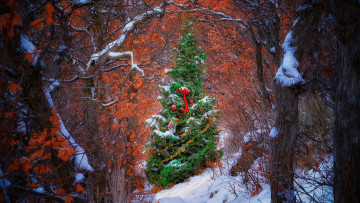 обоя праздничные, - разное , новый год, лес, снег, елка