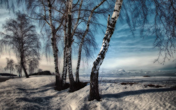 Картинка природа деревья зима дорога берёзы