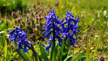 Картинка цветы гиацинты синий