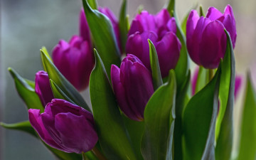 Картинка цветы тюльпаны лиловый