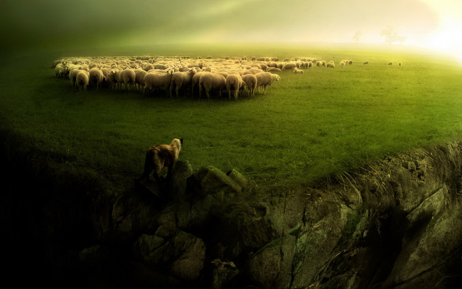 Обои картинки фото животные, разные вместе, овцы, отара, луг, собака, обрыв