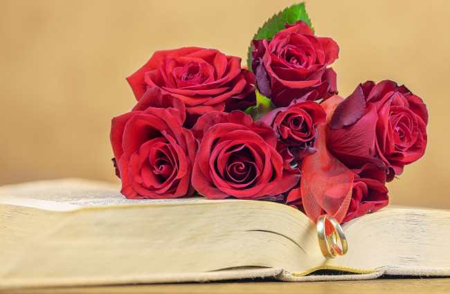 Обои картинки фото цветы, розы, книга, лента, кольца