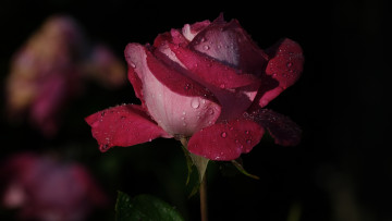 Картинка цветы розы роза капли