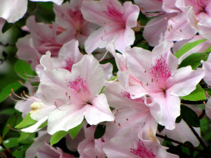 Картинка цветы рододендроны азалии нежность розовый