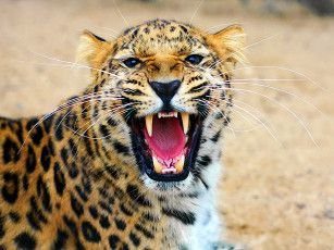 Картинка леопард животные леопарды усы морда оскал