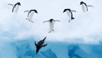 обоя животные, пингвины, снег, вода, лёд