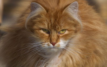 Картинка животные коты кот рыжий
