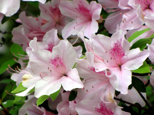 Обои картинки фото цветы, рододендроны, азалии, нежность, розовый