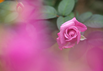 Картинка цветы розы розовый бутон