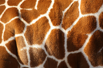Картинка бок жирафа разное текстуры пятна жираф шкура