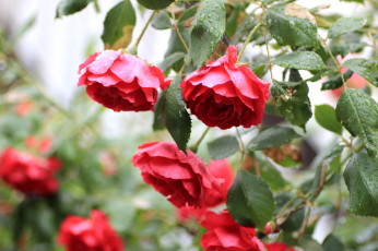 Картинка цветы розы бутоны капли