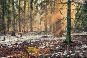 Картинка природа лес ели снег свет