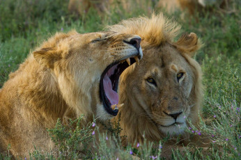 Картинка животные львы пасть отдых