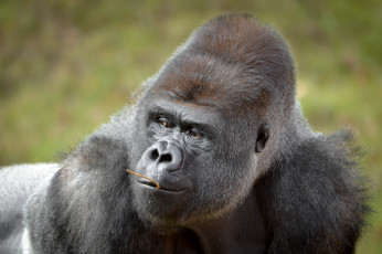 Картинка животные обезьяны горилла портрет